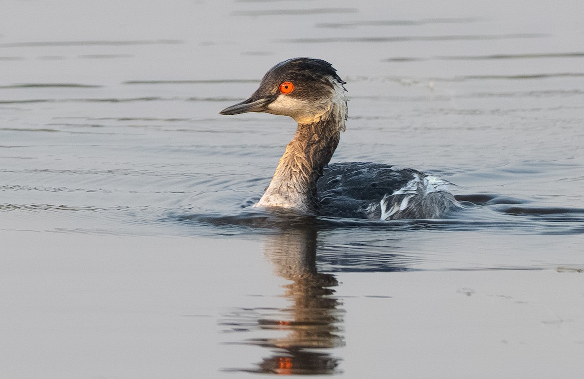 potápka černokrká - ML646139025