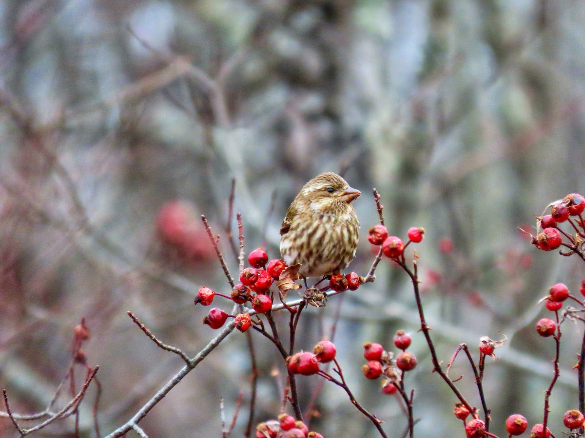 Purple Finch - ML646139028