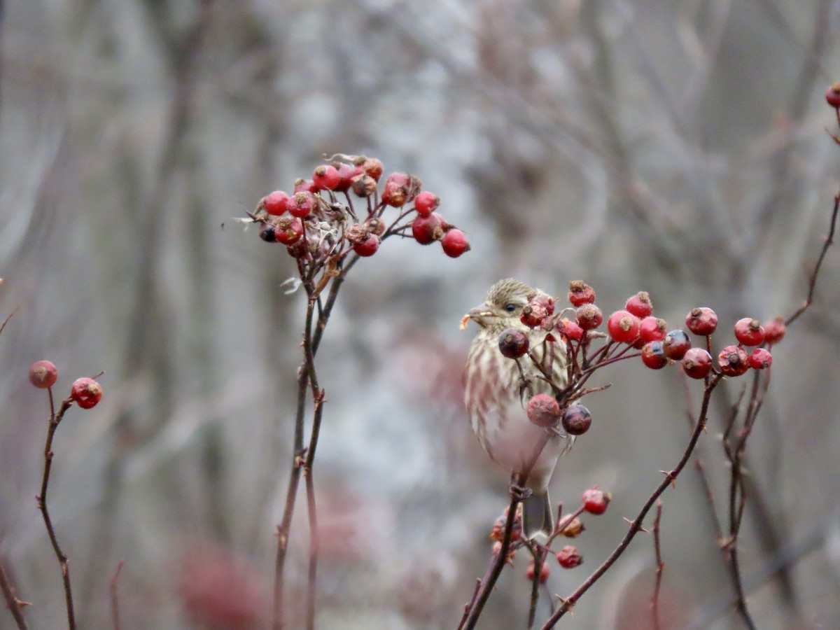 Purple Finch - ML646139029