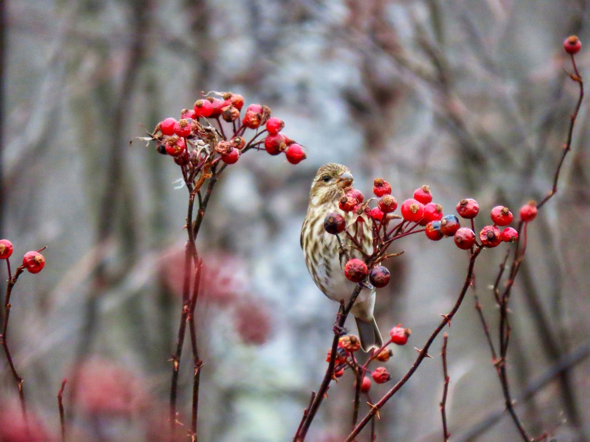 Purple Finch - ML646139030