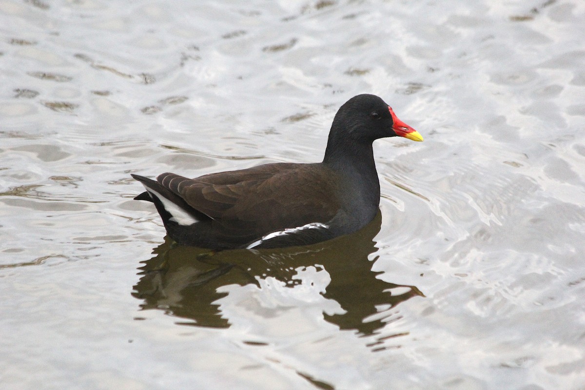 Eurasian Moorhen - ML646139039