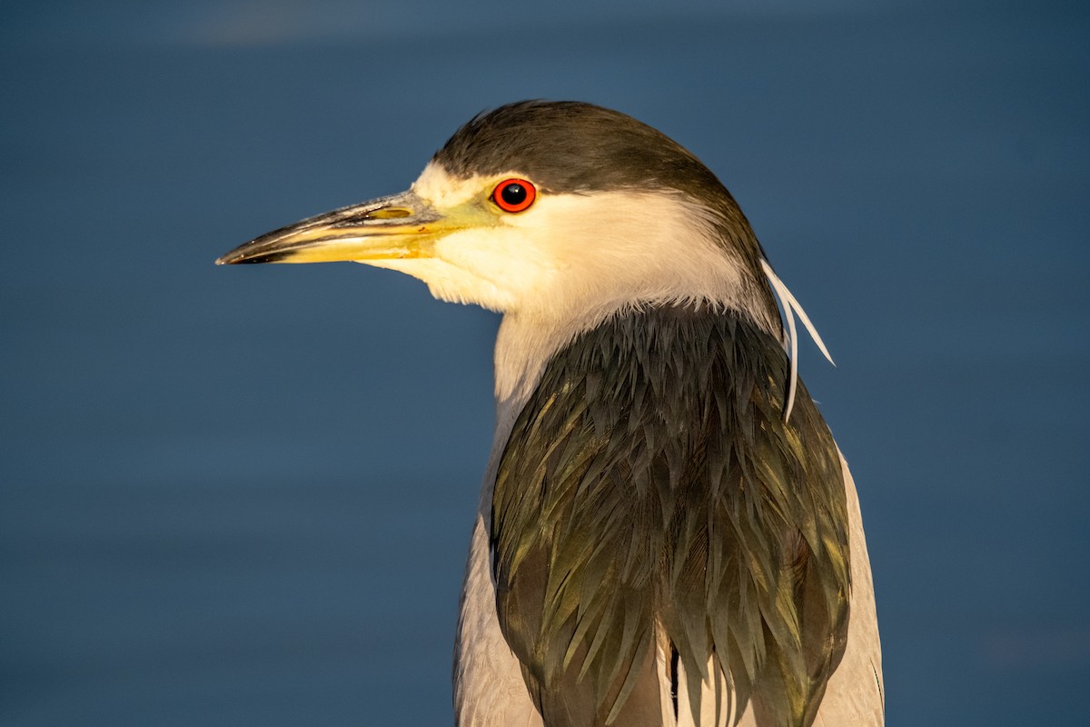 Ногоовор зашин - ML646139045