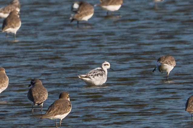 Red-necked Phalarope - ML646139047