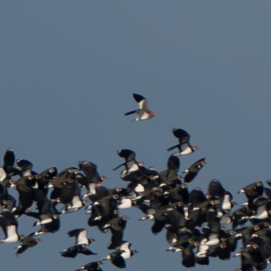 Sociable Lapwing - ML646139055