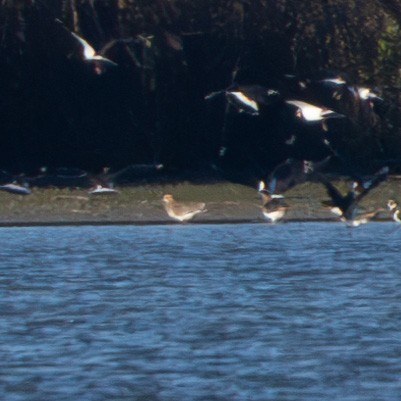 Sociable Lapwing - ML646139056