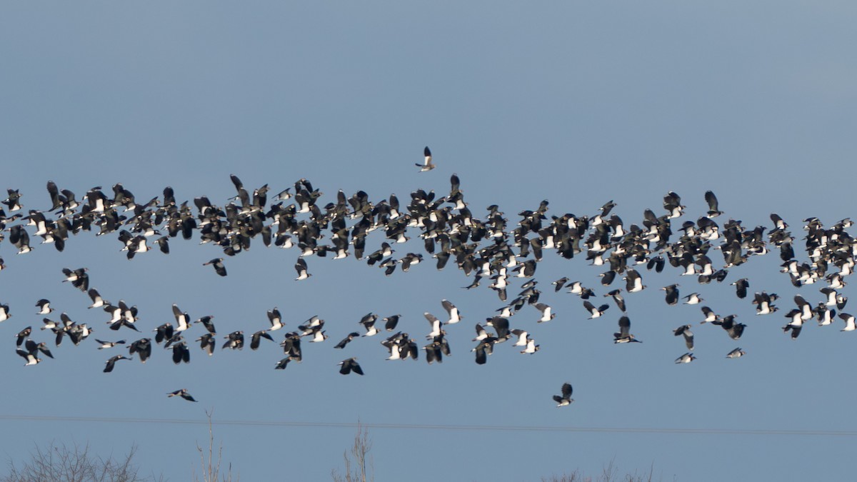 Sociable Lapwing - ML646139057