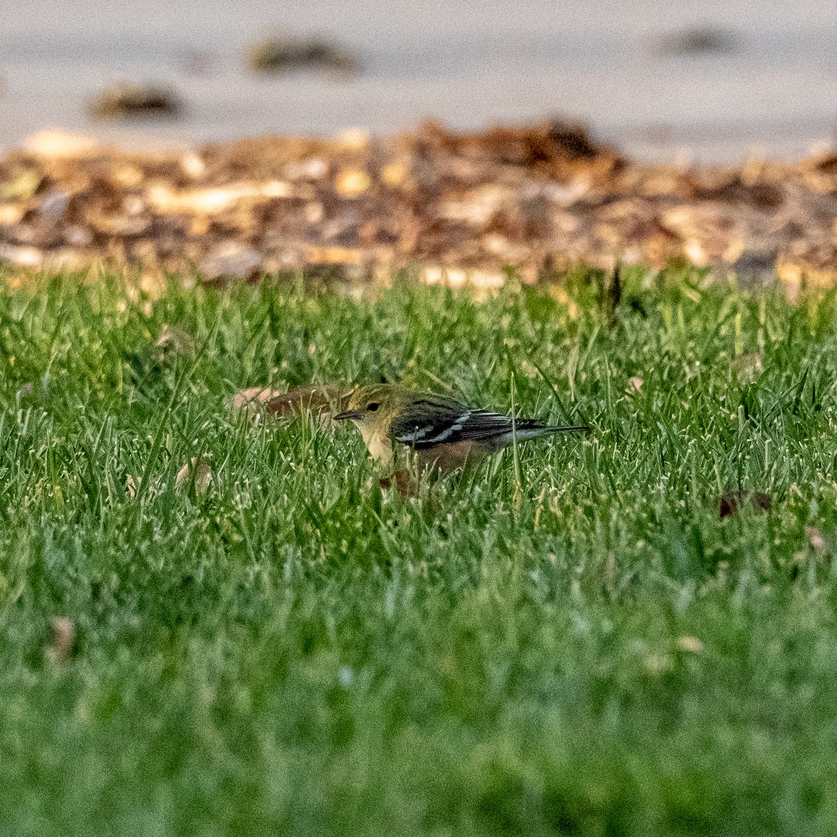 Bay-breasted Warbler - ML646139060