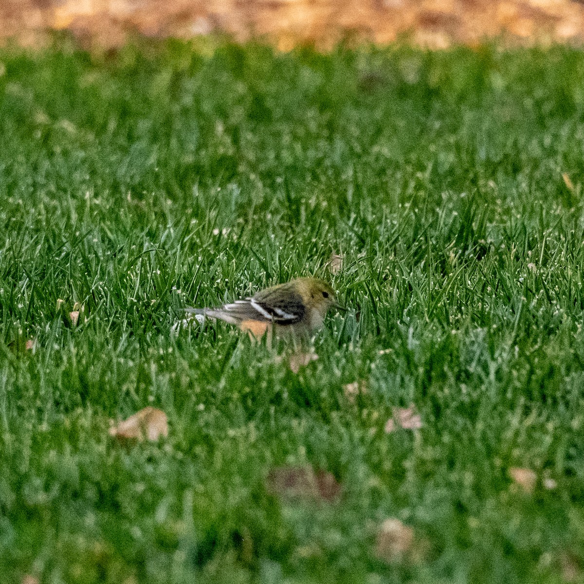 Bay-breasted Warbler - ML646139061