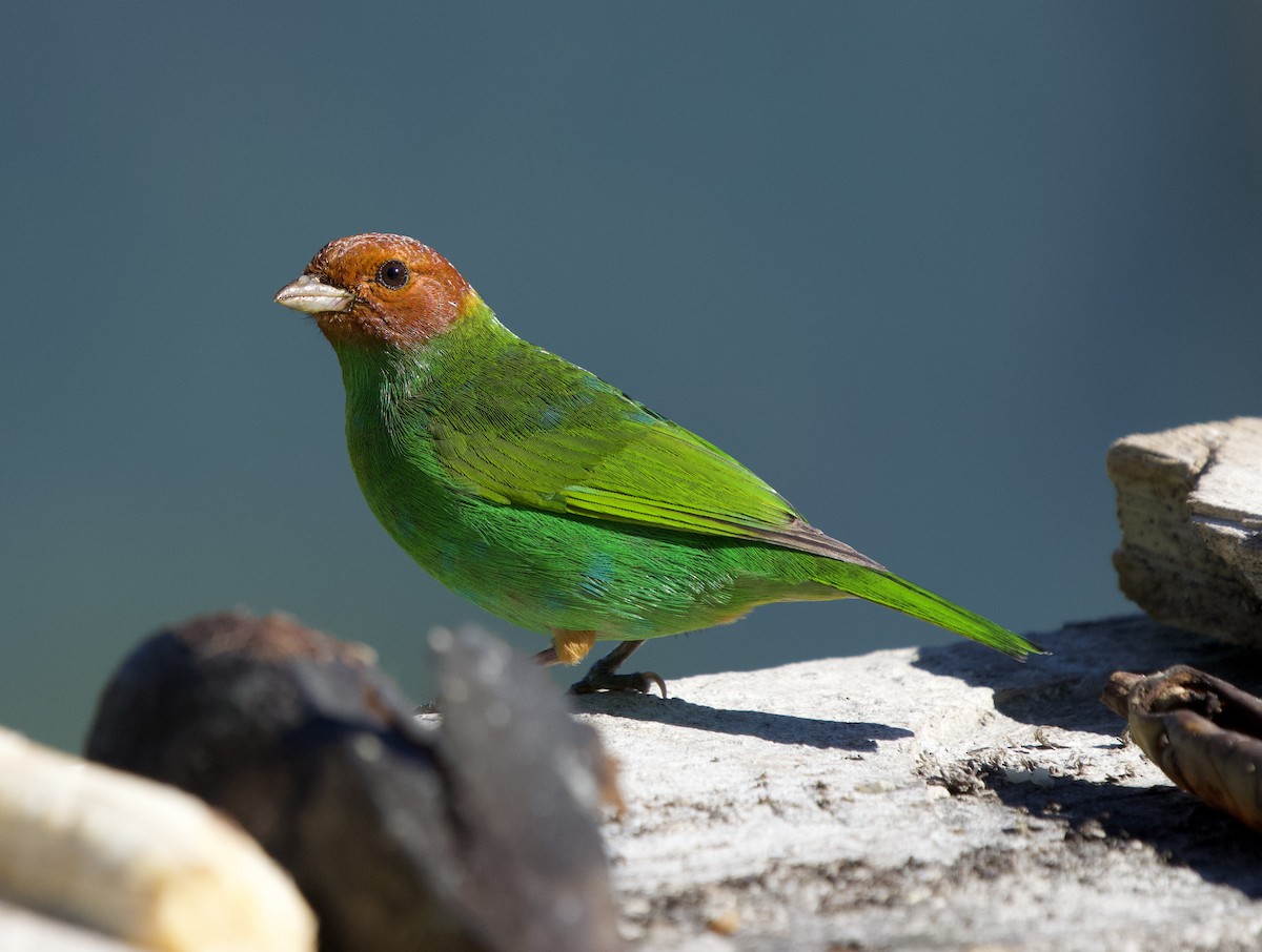 Calliste rouverdin (viridissima/toddi) - ML646139074