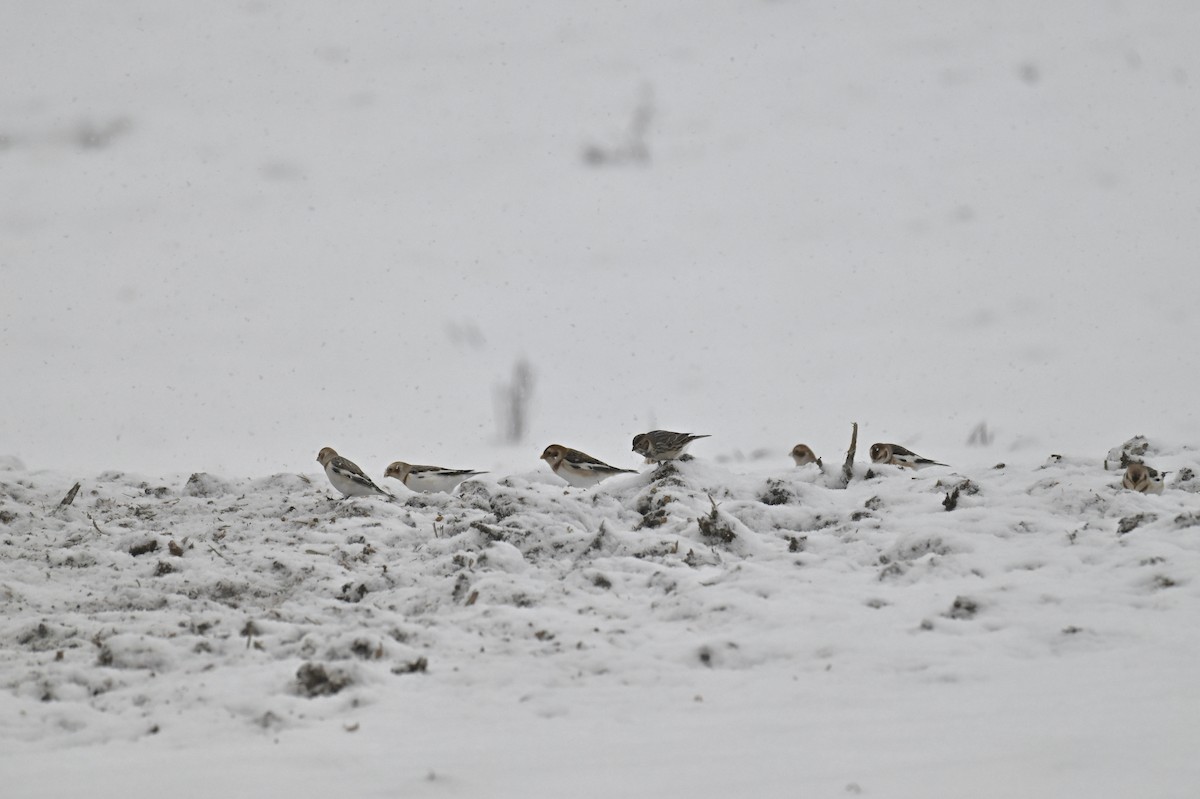 鐵爪鵐 - ML646139086