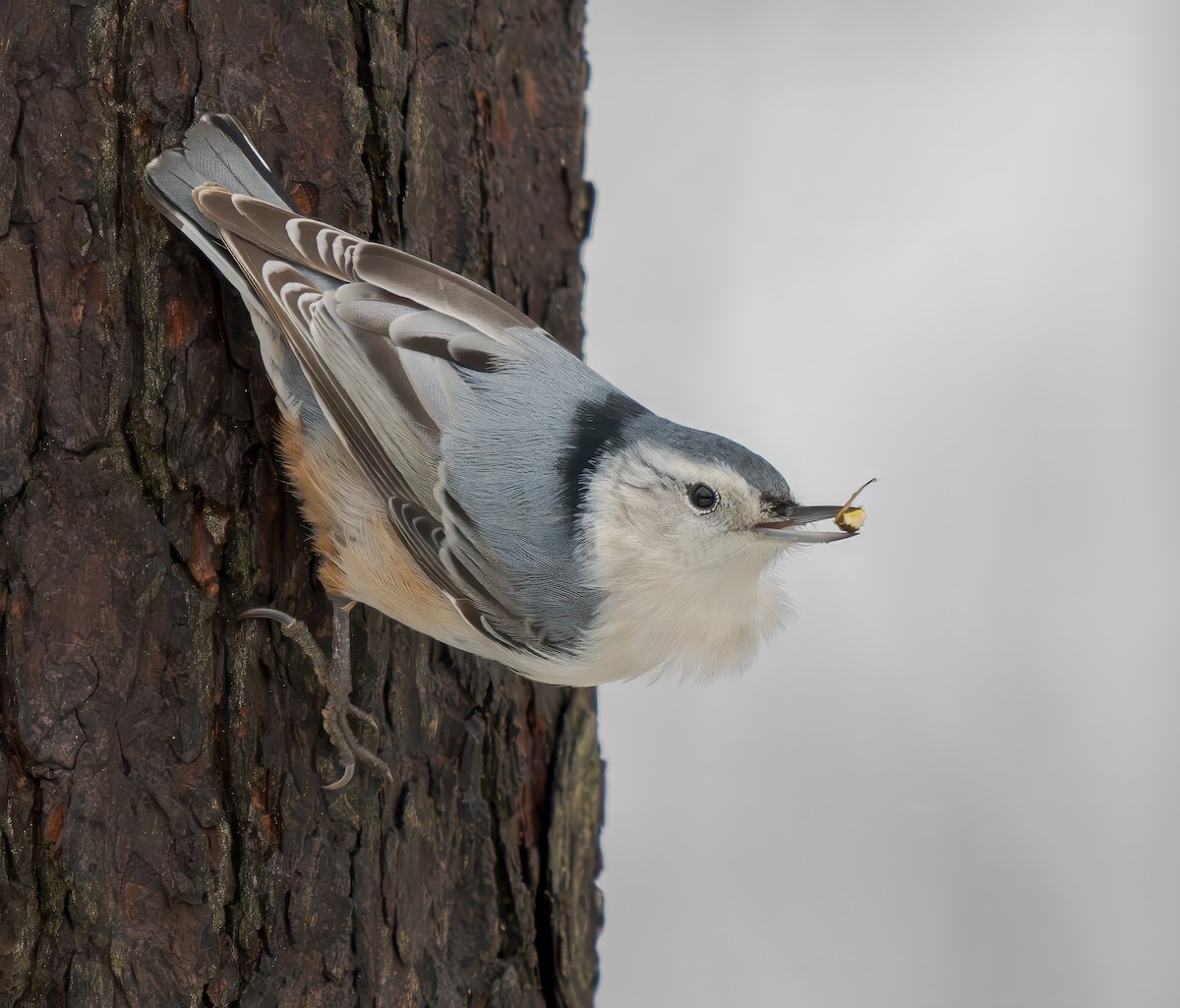 brhlík běloprsý - ML646139087