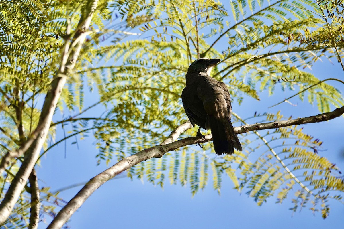 Greater Pewee - ML646139125