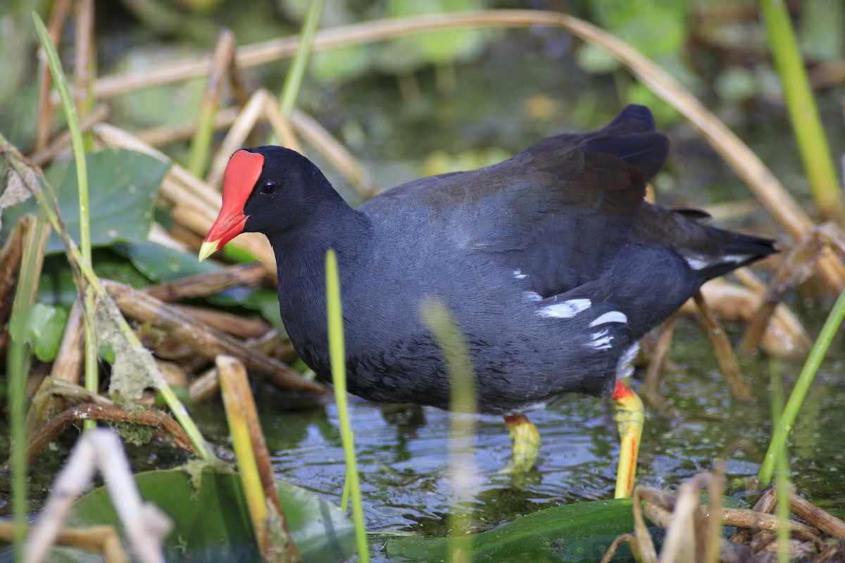 slípka americká - ML646139126