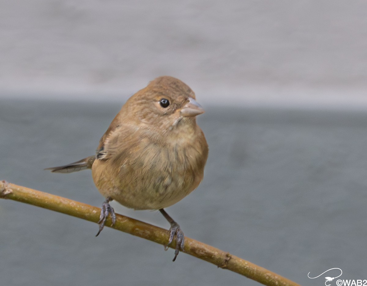 Indigo Bunting - ML646139138