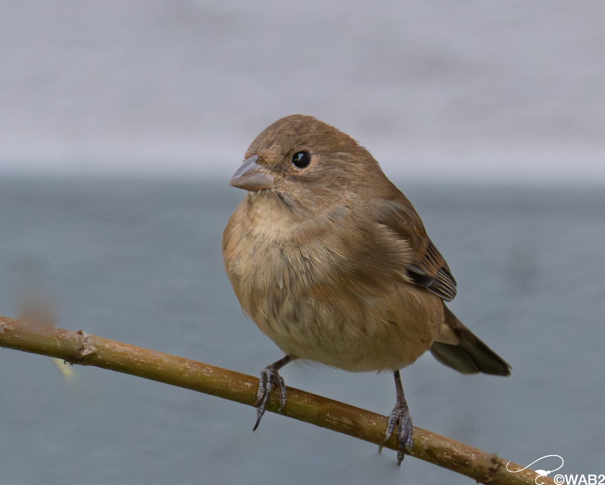 Indigo Bunting - ML646139139