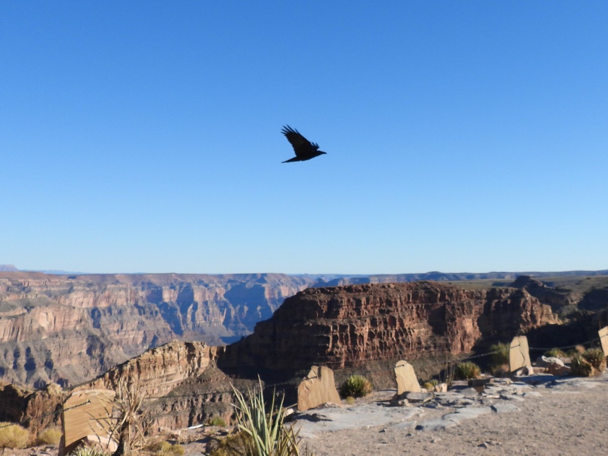 Common Raven - ML646139146