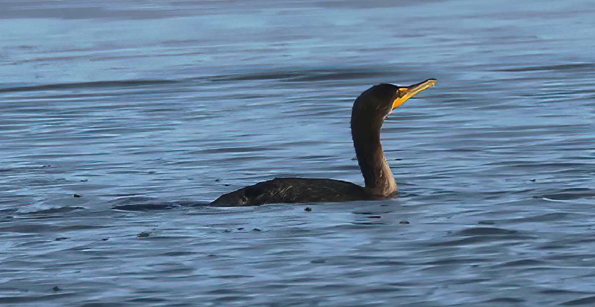 Double-crested Cormorant - ML646139147