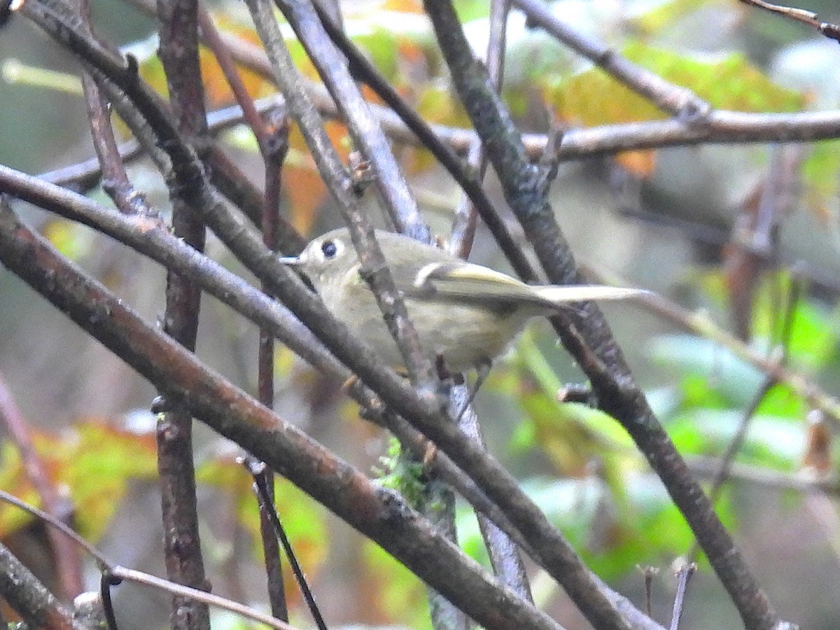 Ruby-crowned Kinglet - ML646139159