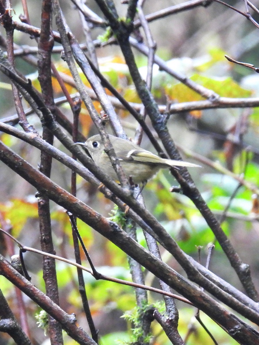 Ruby-crowned Kinglet - ML646139160