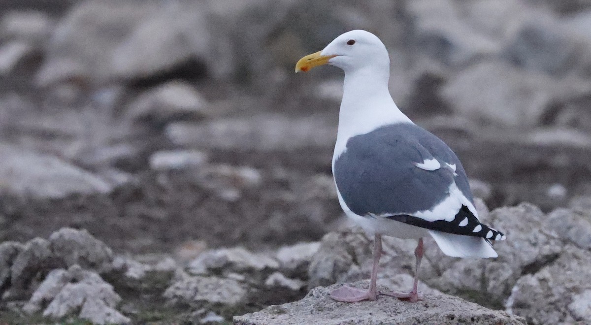 アメリカオオセグロカモメ - ML646139172