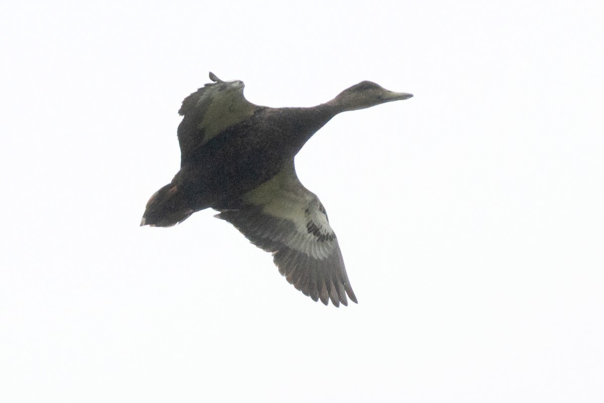 American Black Duck - ML646139176