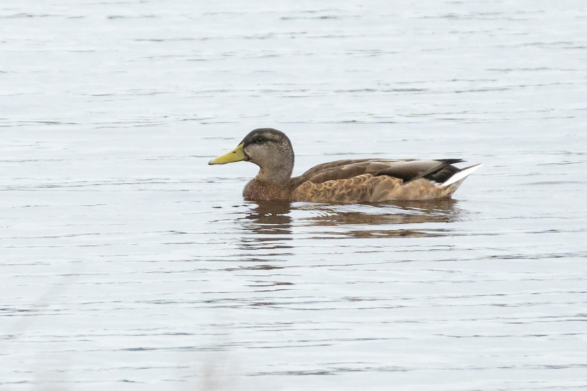 American Black Duck - ML646139177