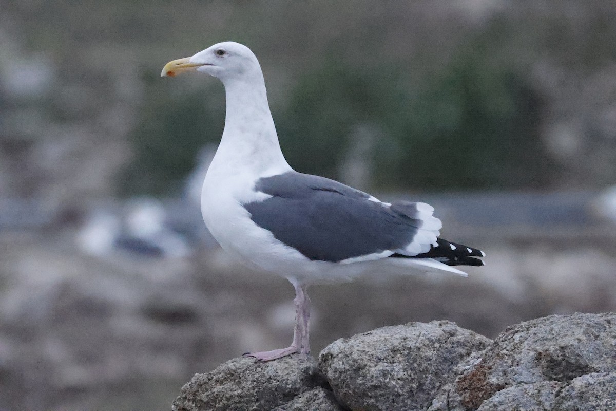 アメリカオオセグロカモメ - ML646139188