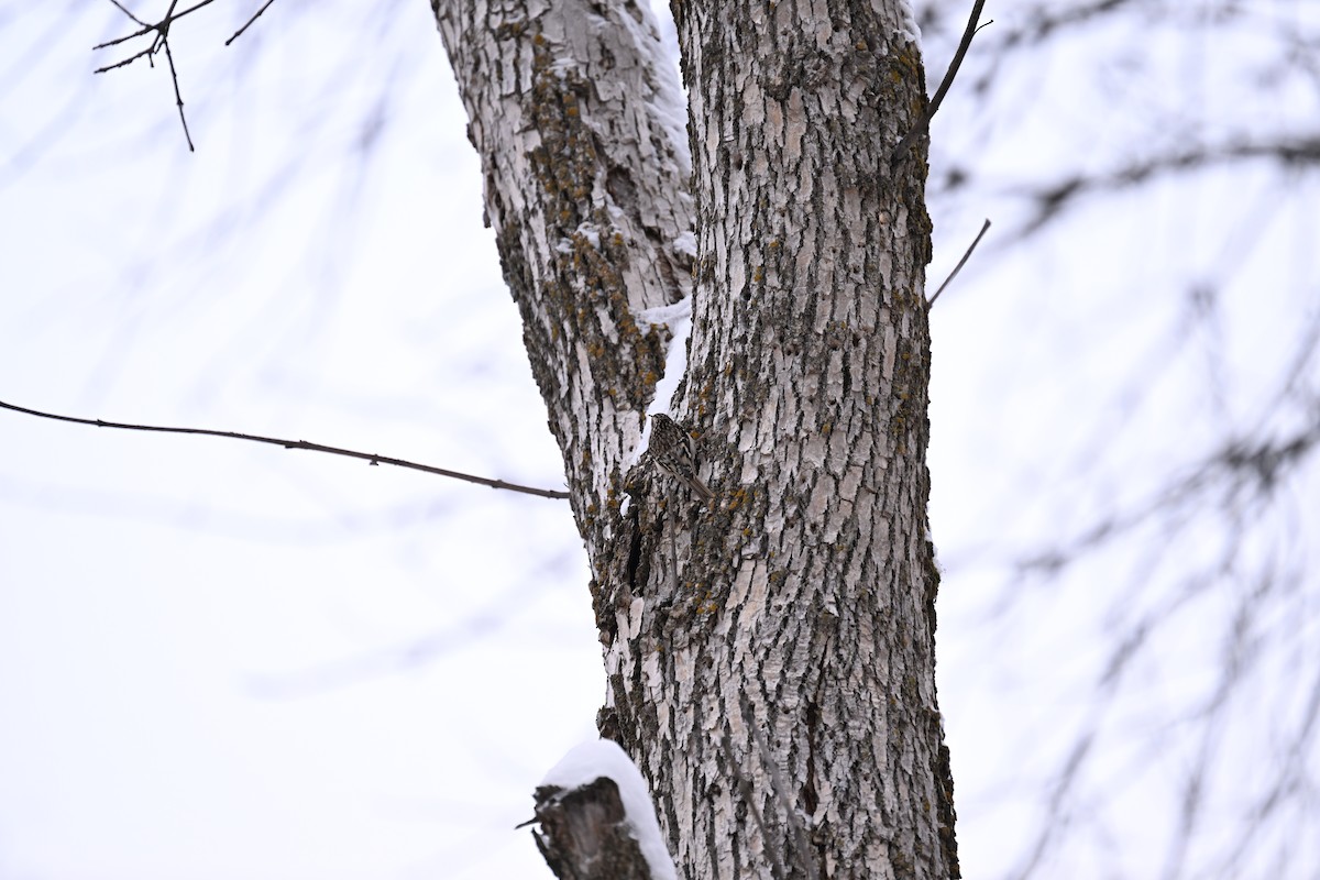 Brown Creeper - ML646139195