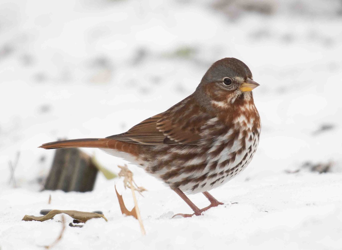 Fox Sparrow - ML646139198