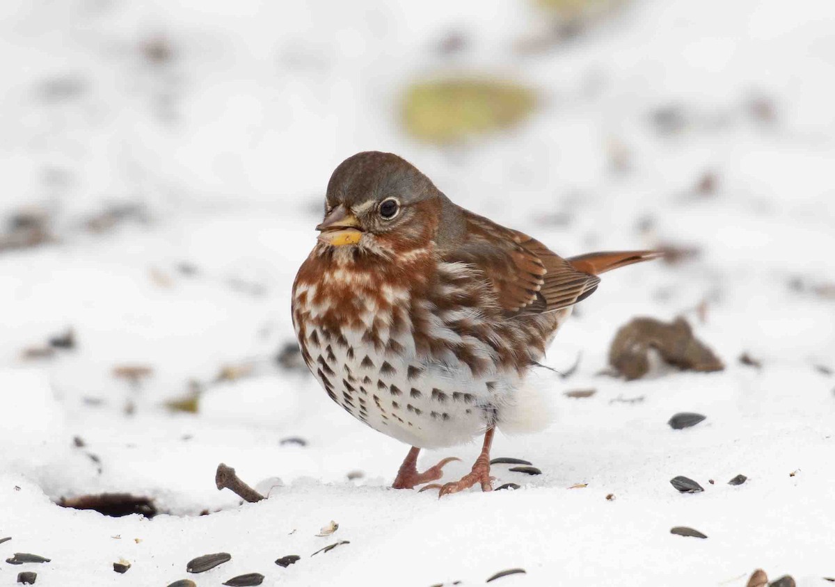 Fox Sparrow - ML646139199