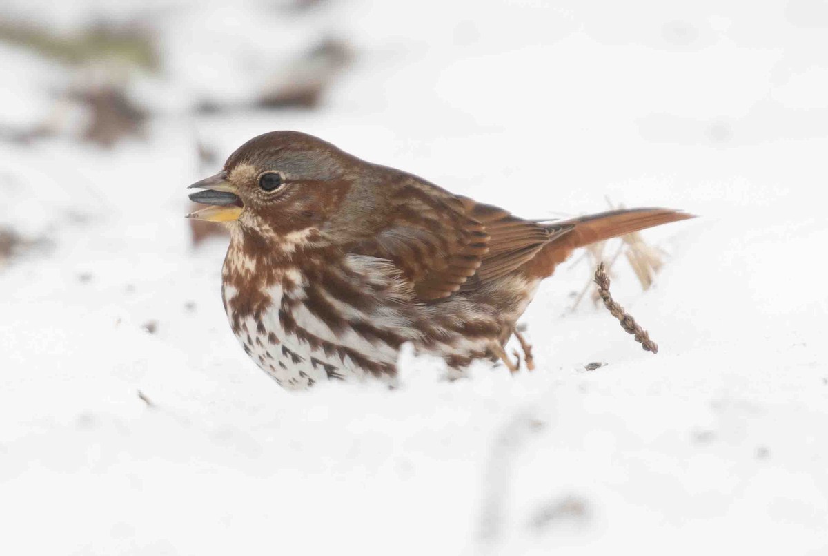 Fox Sparrow - ML646139200