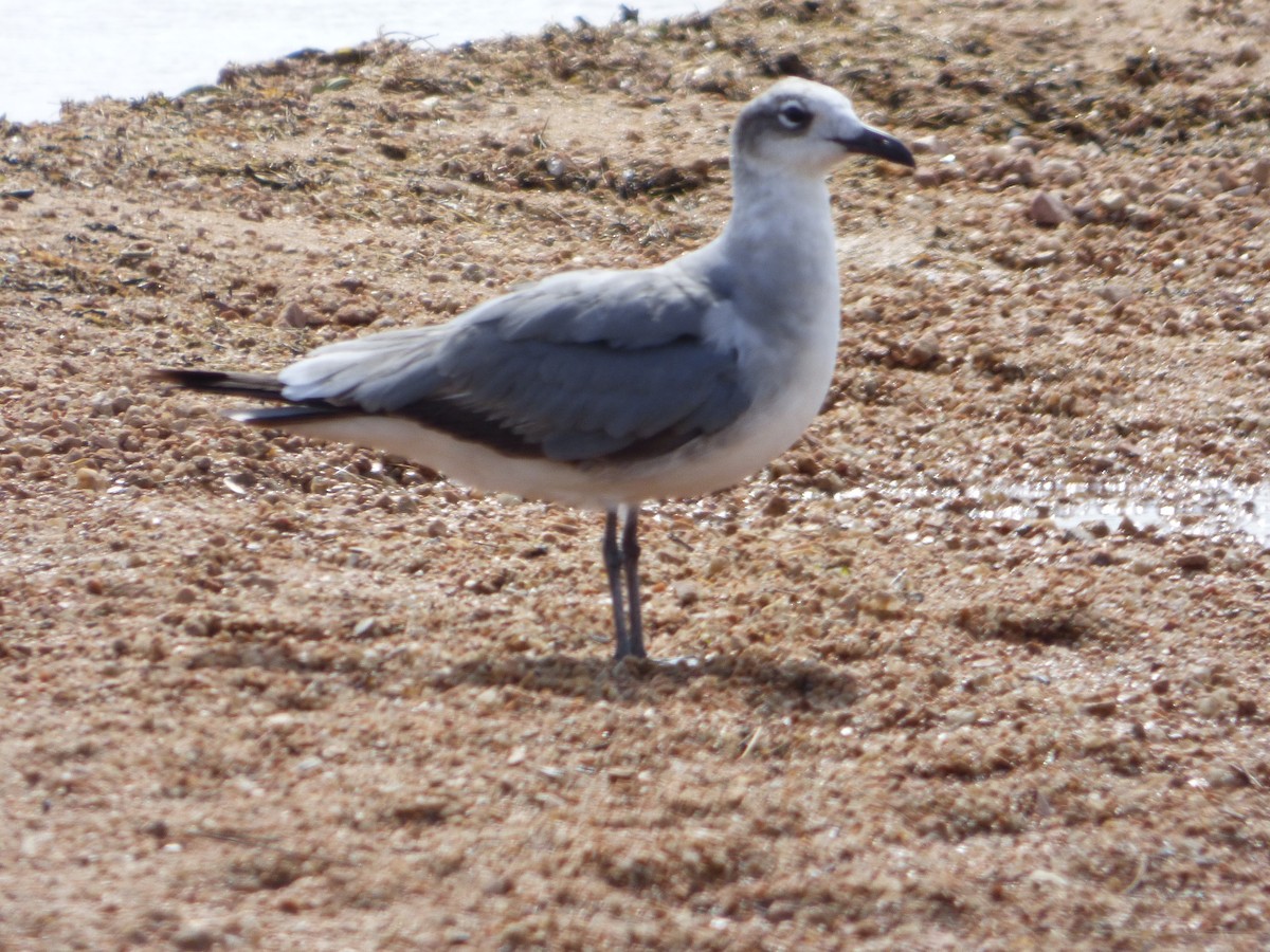 Mouette atricille - ML646139207