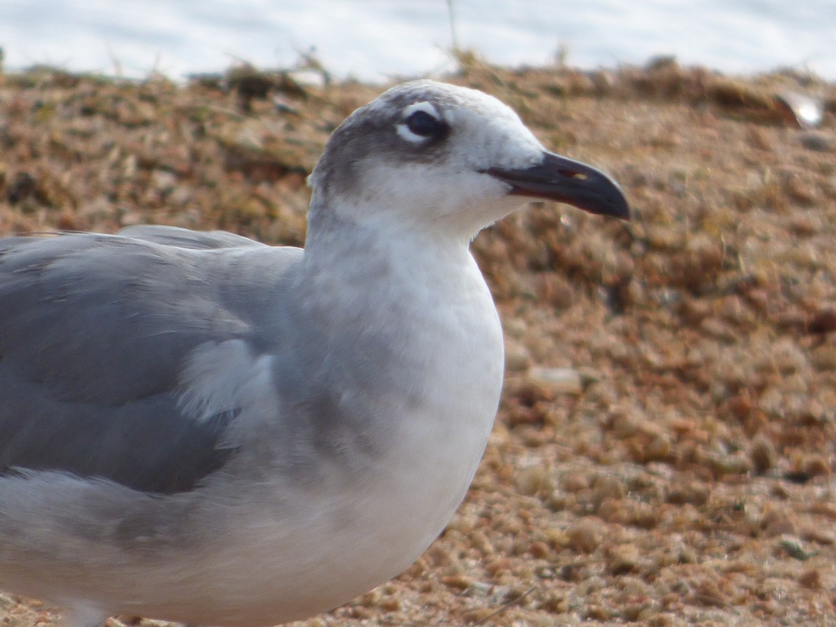 Mouette atricille - ML646139208