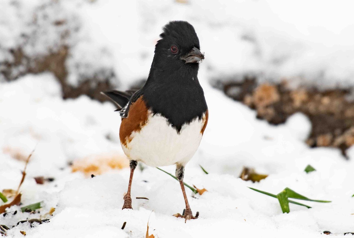 Eastern Towhee - ML646139211