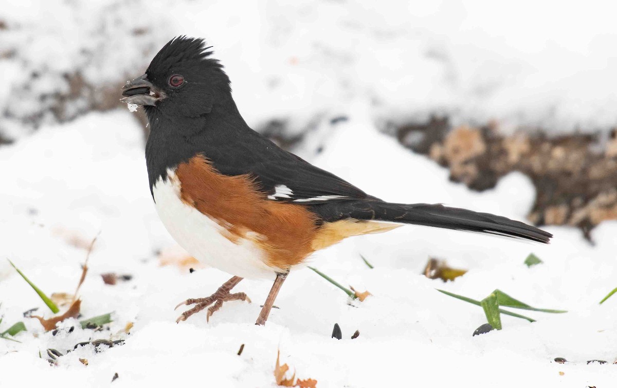 Eastern Towhee - ML646139212