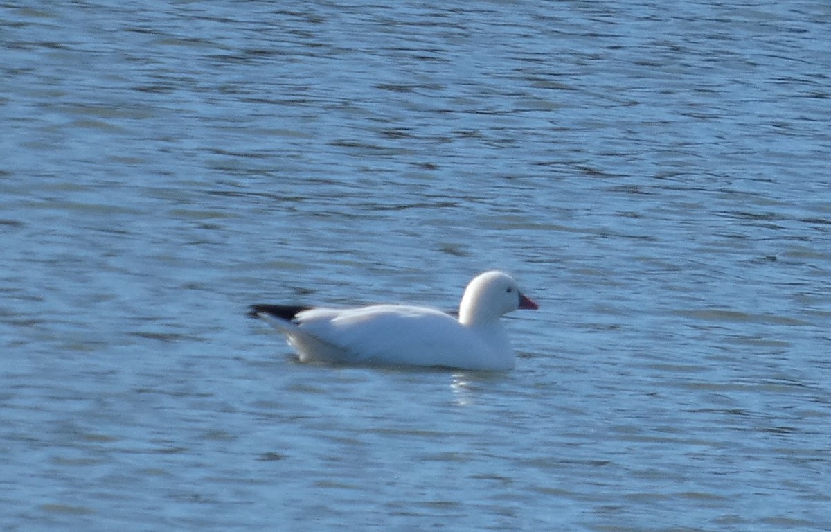 Ross's Goose - ML646139216