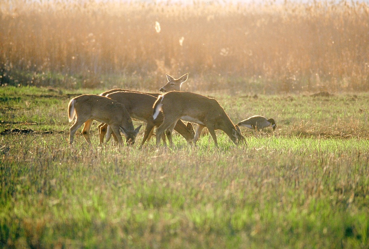 White-tailed Deer - ML646139219