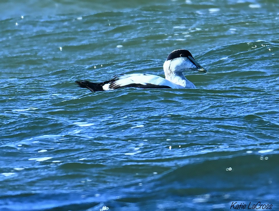 Common Eider - ML646139220