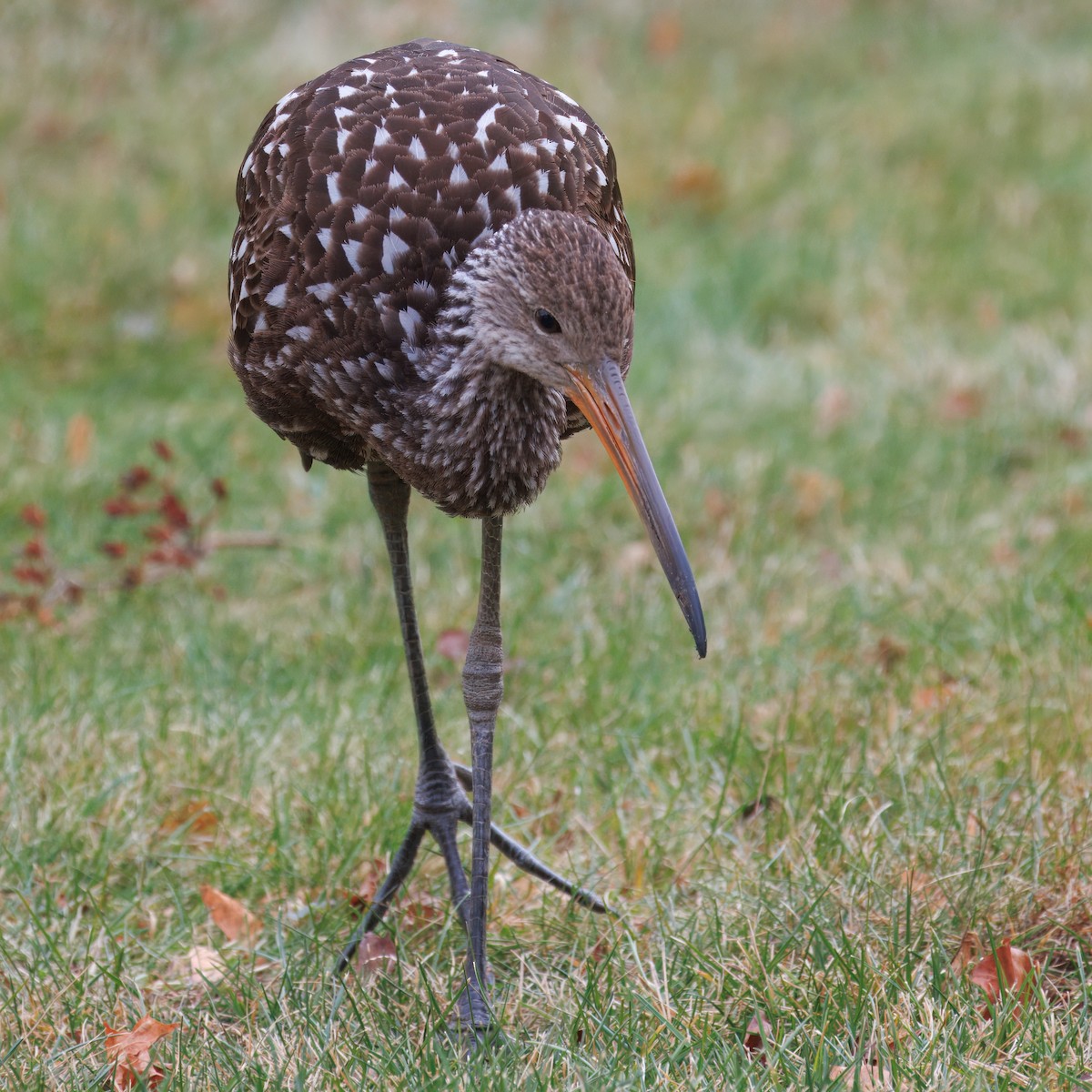 Limpkin (Speckled) - ML646139221