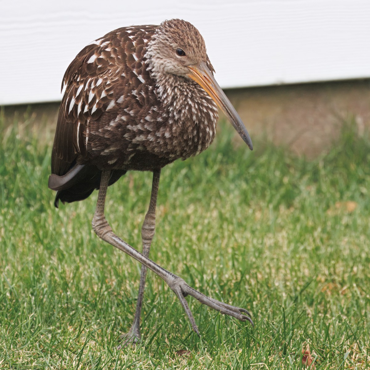 Limpkin (Speckled) - ML646139222
