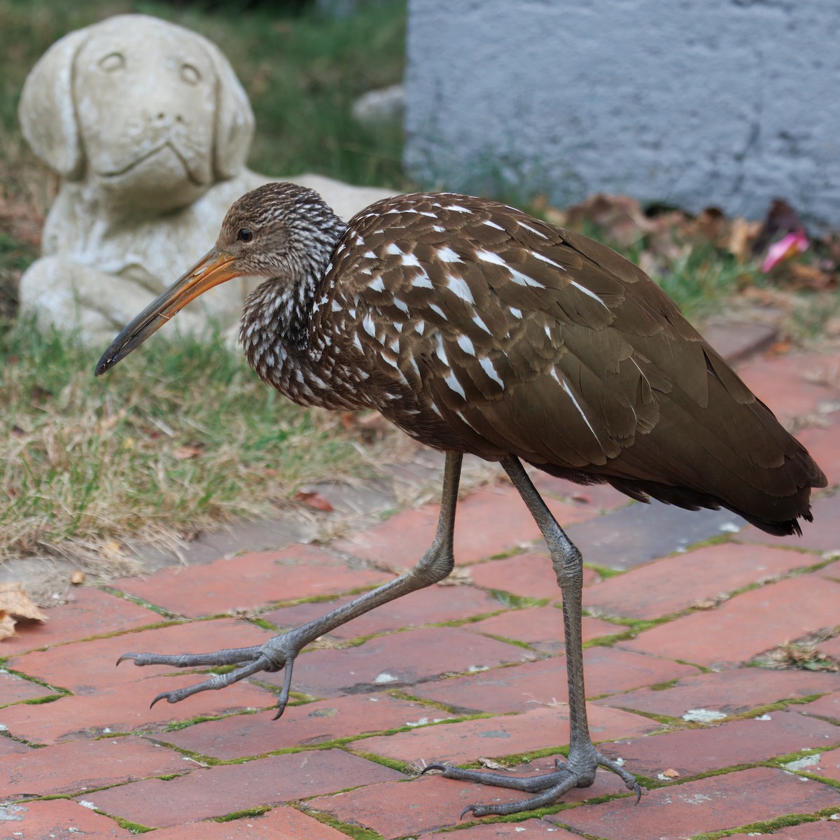 Limpkin (Speckled) - ML646139223