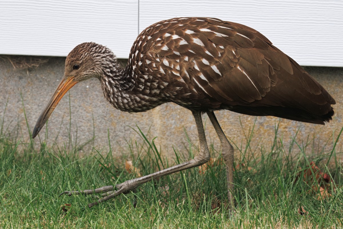 Limpkin (Speckled) - ML646139224