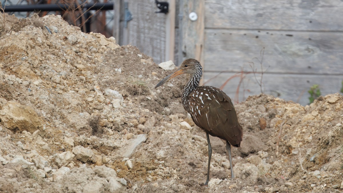 Limpkin (Speckled) - ML646139225