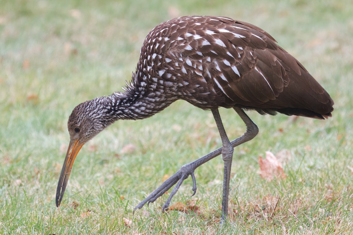 Limpkin (Speckled) - ML646139226