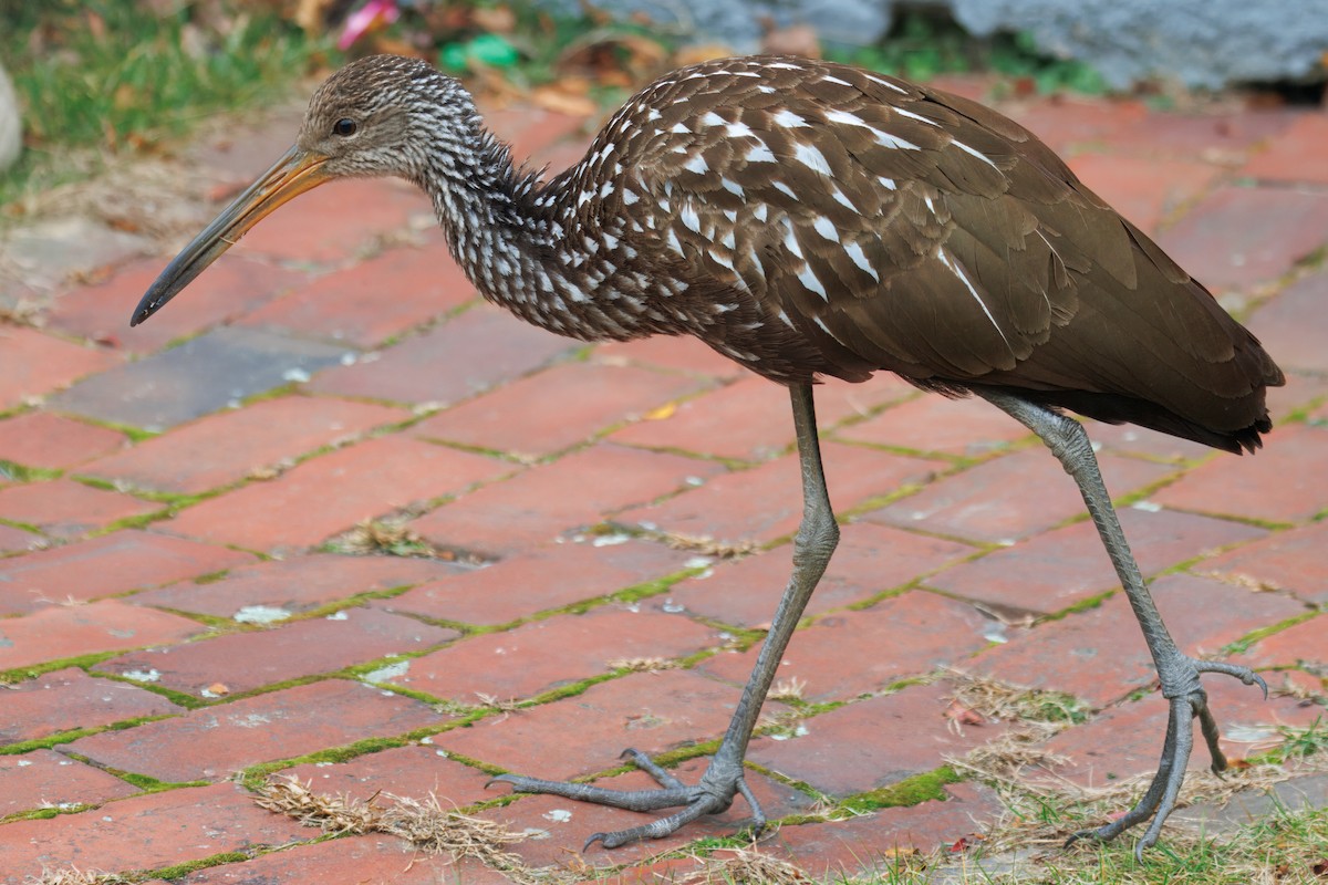 Limpkin (Speckled) - ML646139227