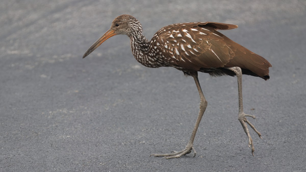 Limpkin (Speckled) - ML646139228