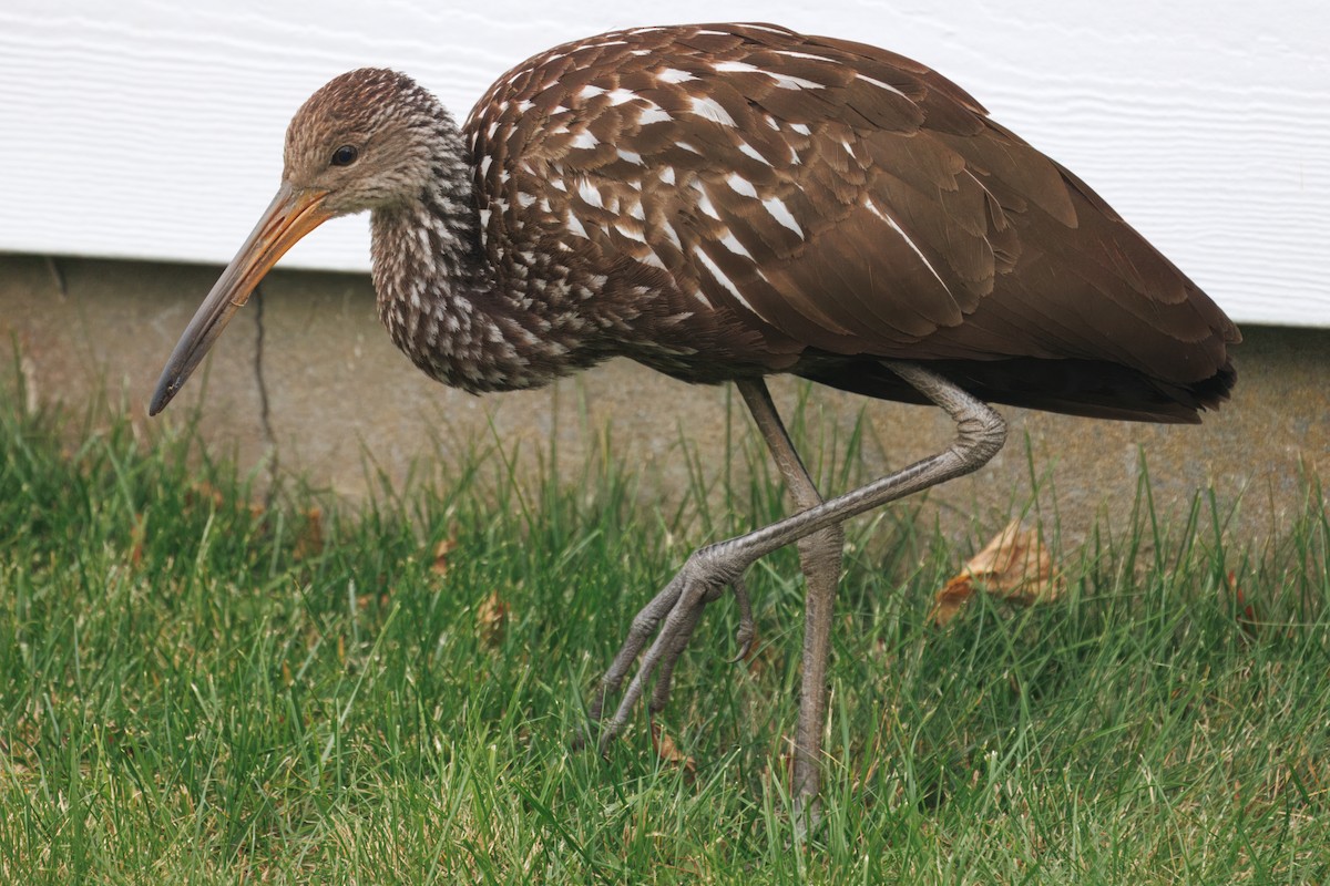 Limpkin (Speckled) - ML646139229