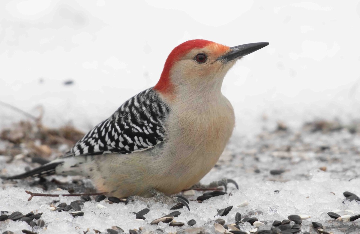 Red-bellied Woodpecker - ML646139230