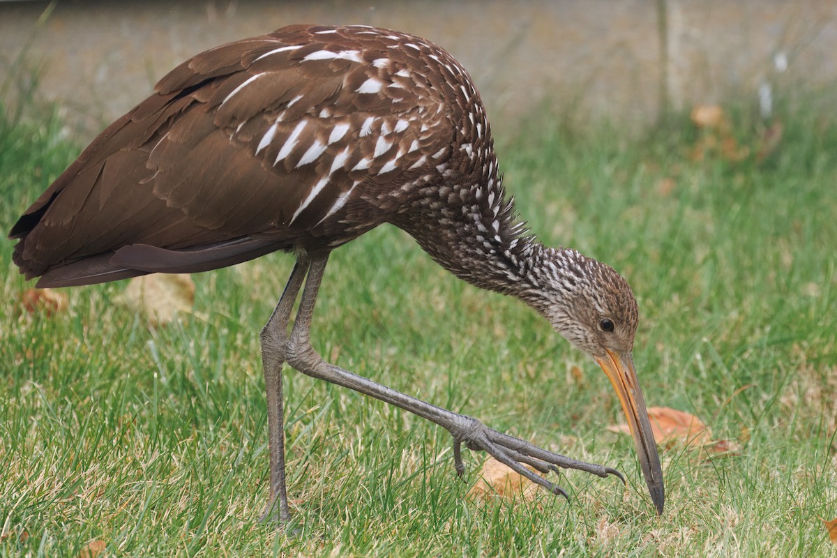 Limpkin (Speckled) - ML646139231
