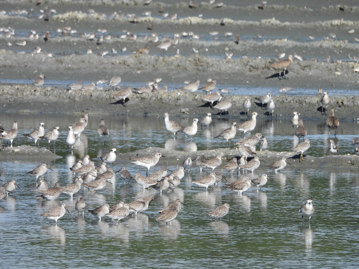 Short-billed Dowitcher - ML646139234